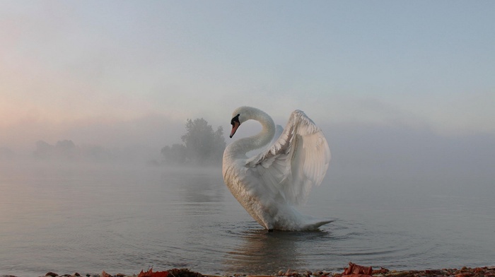 nature, animals, mist, swans, lake, birds, water