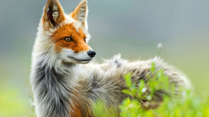 nature, animals, fox