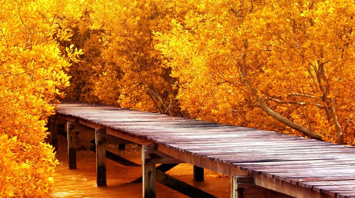 water, trees, fall, yellow, landscape, wooden surface, branch, leaves, nature, pier
