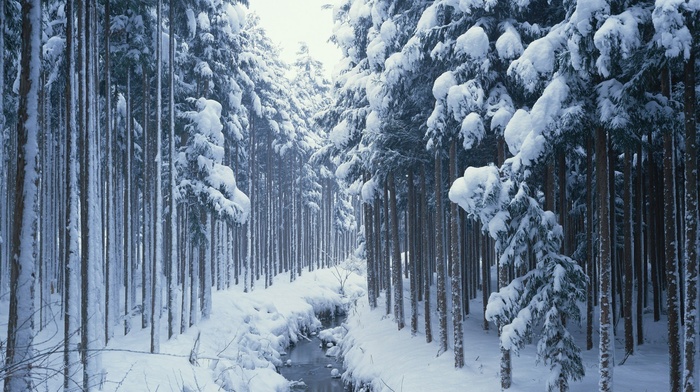 river, snow, forest, trees