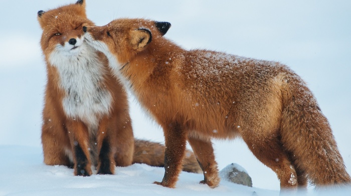 fox, snow, nature, animals