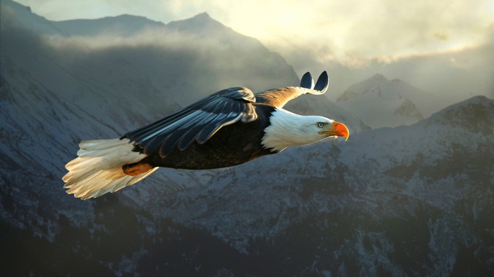 animals, nature, eagle, bald eagle