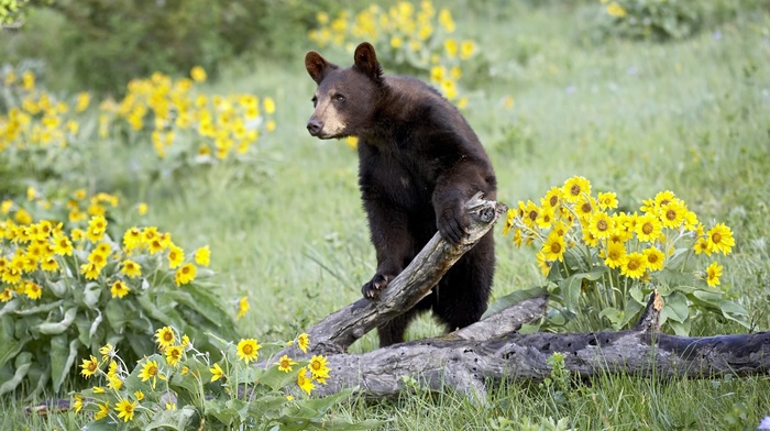 nature, bears, animals