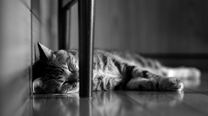 sleeping, animals, cat, monochrome