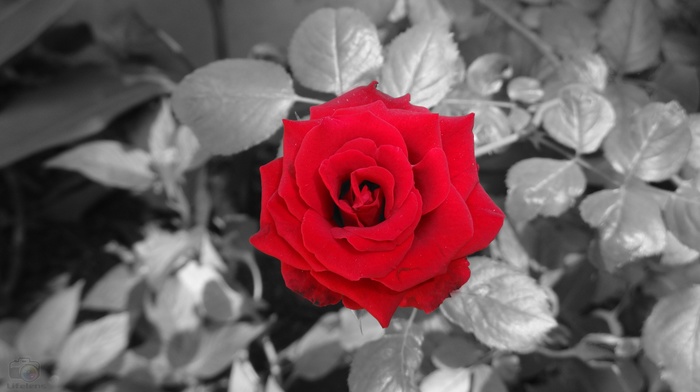 flowers, rose, blossoms, love, selective coloring, black and red