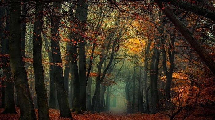 leaves, trees, mist, fall, landscape, forest, nature, path
