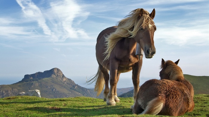 animals, horse, grass, mountain, nature, landscape, wildlife
