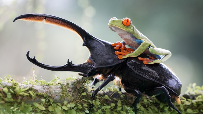 red, Eyed Tree Frogs, animals, amphibian, insect, frog, nature, beetles