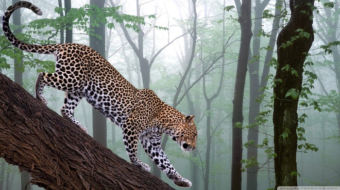 leopard, animals, nature
