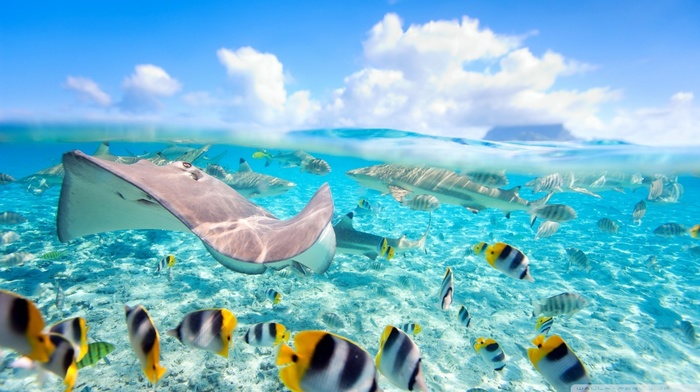 fish, sea, Bora Bora, split view, Stingray