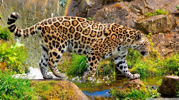 animals, jaguars, nature