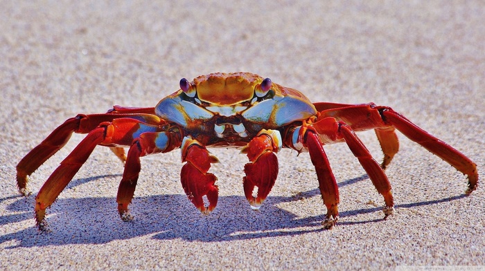 crabs, crustaceans, animals