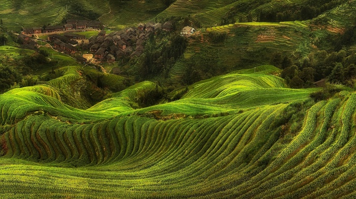 terraces, rice paddy, trees, field, green, landscape, villages, nature, hill