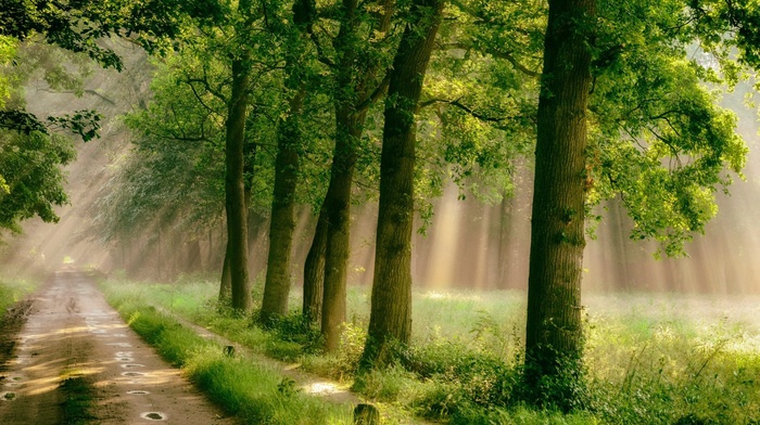 rain, path, nature, sunlight, green, trees, road, mist, landscape, forest, grass