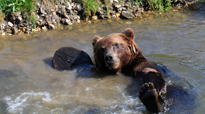 bears, nature