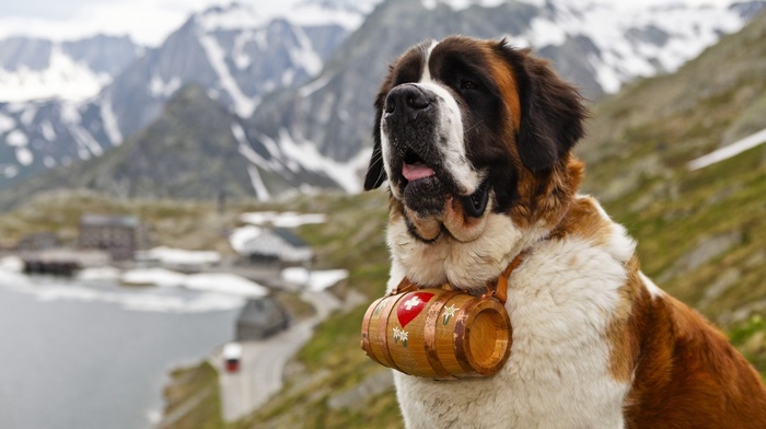 animals, dog, nature, St. Bernard