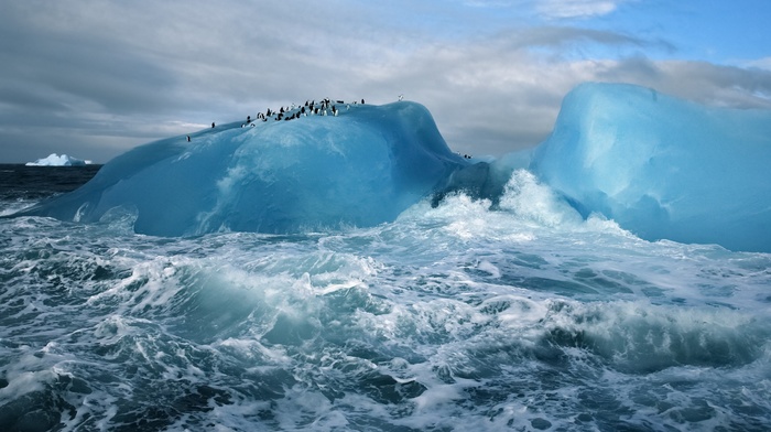 snow, penguins, Antarctica, animals, nature, waves, landscape, iceberg, glaciers, sea