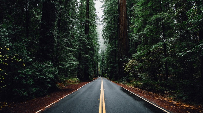 forest, nature, trees, road