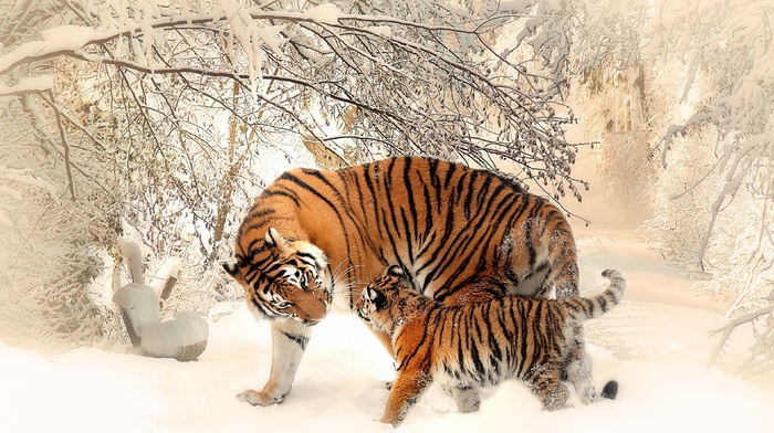 winter, baby animals, animals, snow, tiger, nature