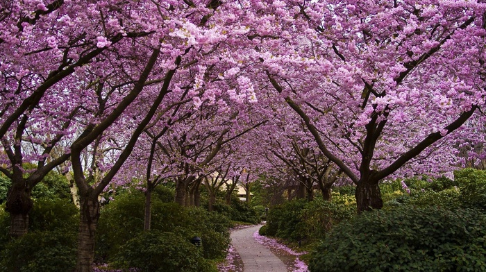 path, trees, cherry blossom, nature, flowers