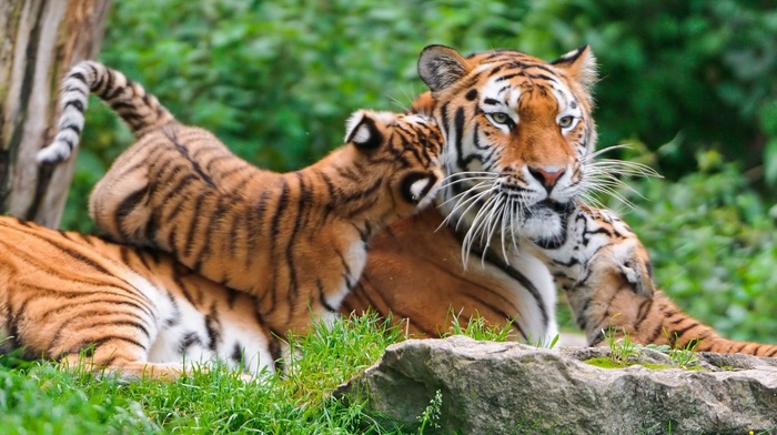 tiger, animals, baby animals, nature