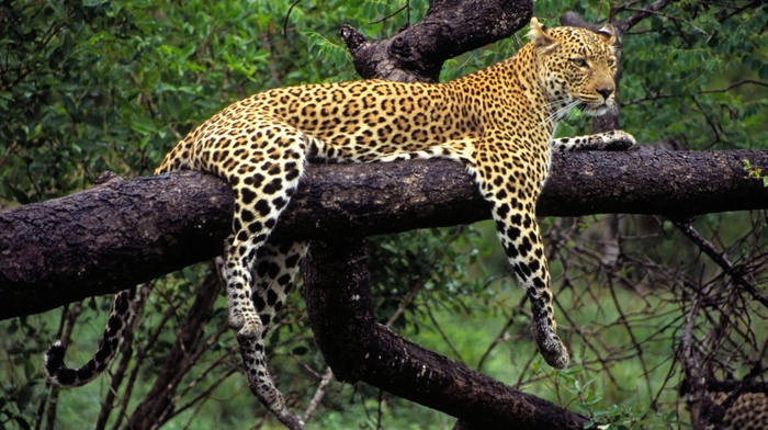 animals, leopard, branch