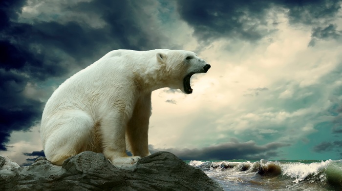 polar bears, nature, animals, waves