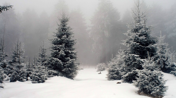 forest, snow