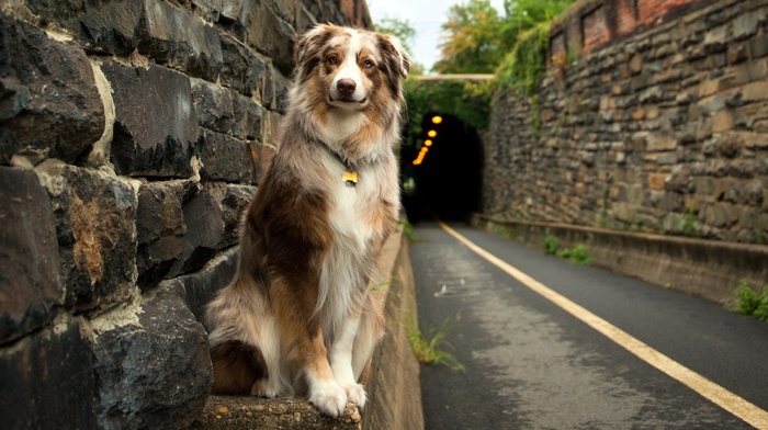 Australian Shepherd, road, dog, animals, tunnel