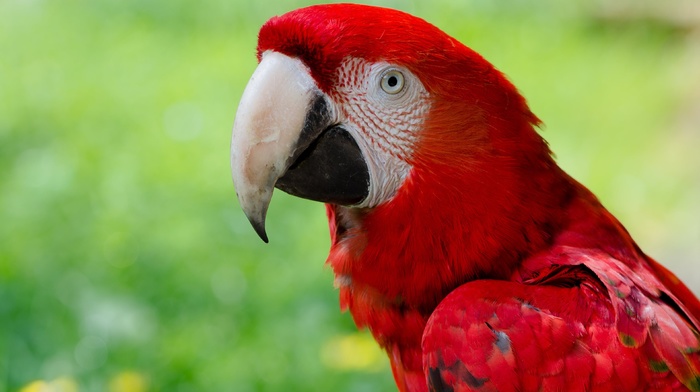 nature, animals, birds, parrot, macaws, closeup