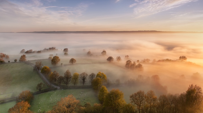 mist, nature, trees, landscape