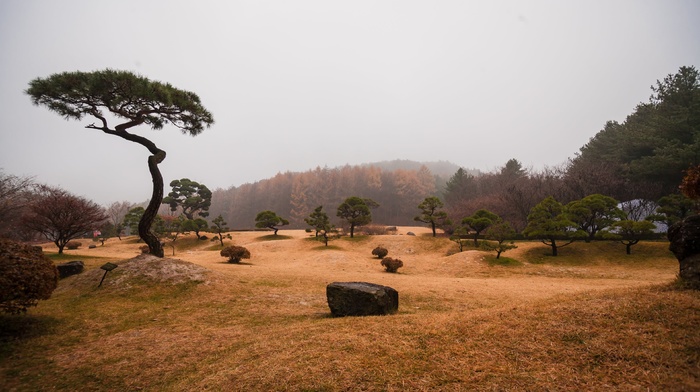 nature, landscape, trees