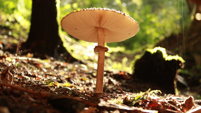 mushroom, nature
