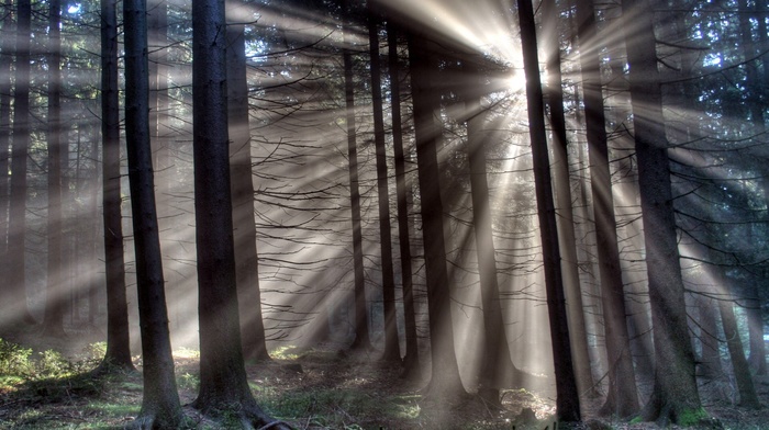 mist, forest, nature, plants, HDR, trees, grass, sun rays, branch, wood, silhouette, leaves