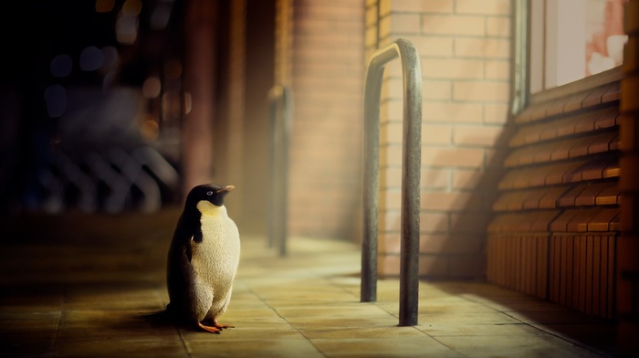 penguins, artwork, digital art, animals, window, bricks, street, CGI, 3D, tiles