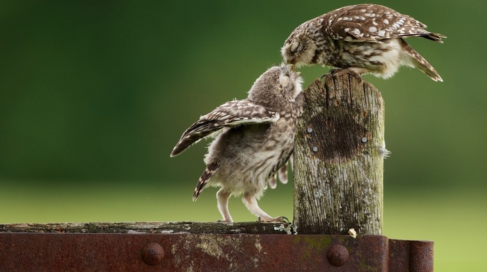 owl, kissing, nature, birds, animals