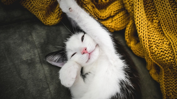 cat, fabric, stretching, animals