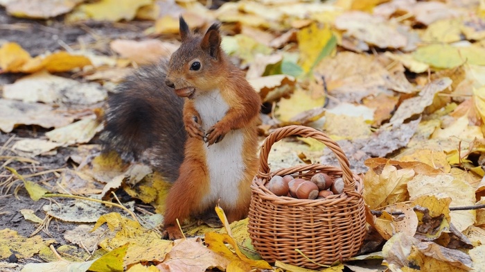 squirrel, baskets, acorns, leaves, animals, nature
