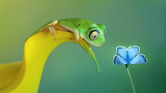 butterfly, amphibian, flowers, frog