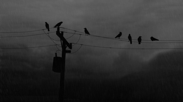 birds, utility pole, raven