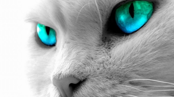 blue eyes, cat