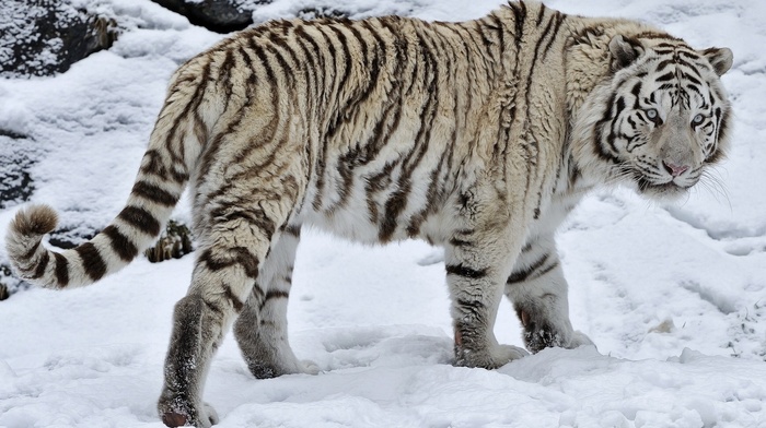 snow, white tigers, white, animals