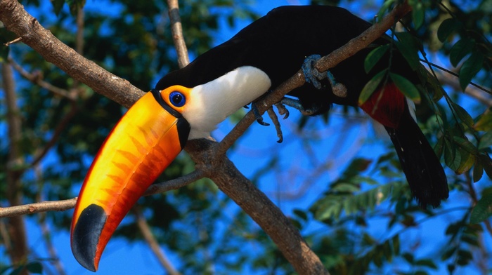 birds, nature, toucans, wildlife, animals