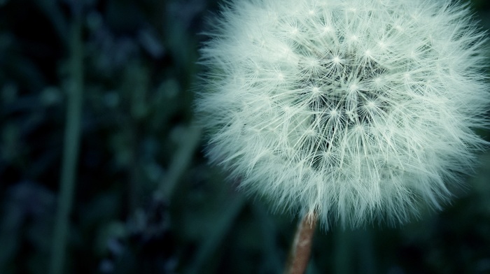 nature, flowers