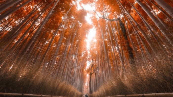 trees, forest, sunlight, bamboo, landscape, path, Japan, fall, nature