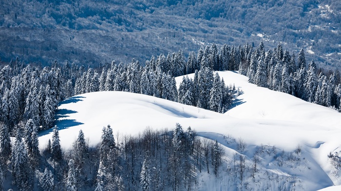 snow, pine trees, landscape, winter, nature, trees