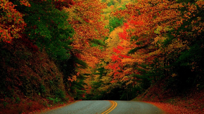 nature, road, trees, landscape