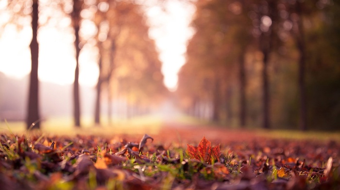 depth of field, landscape, closeup, fall, forest, nature, leaves
