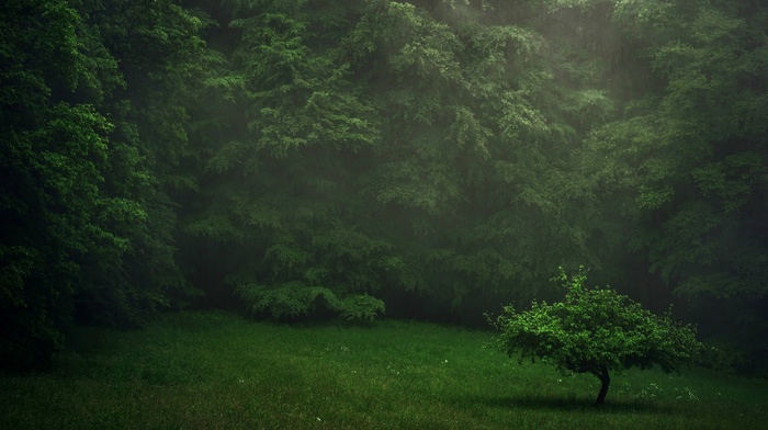 landscape, trees, nature