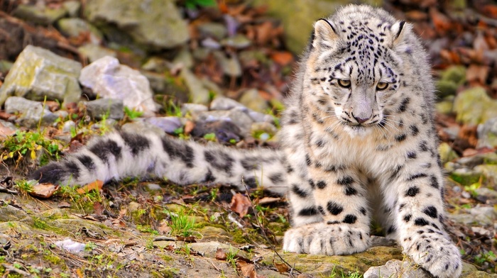 snow leopards, animals, landscape, nature